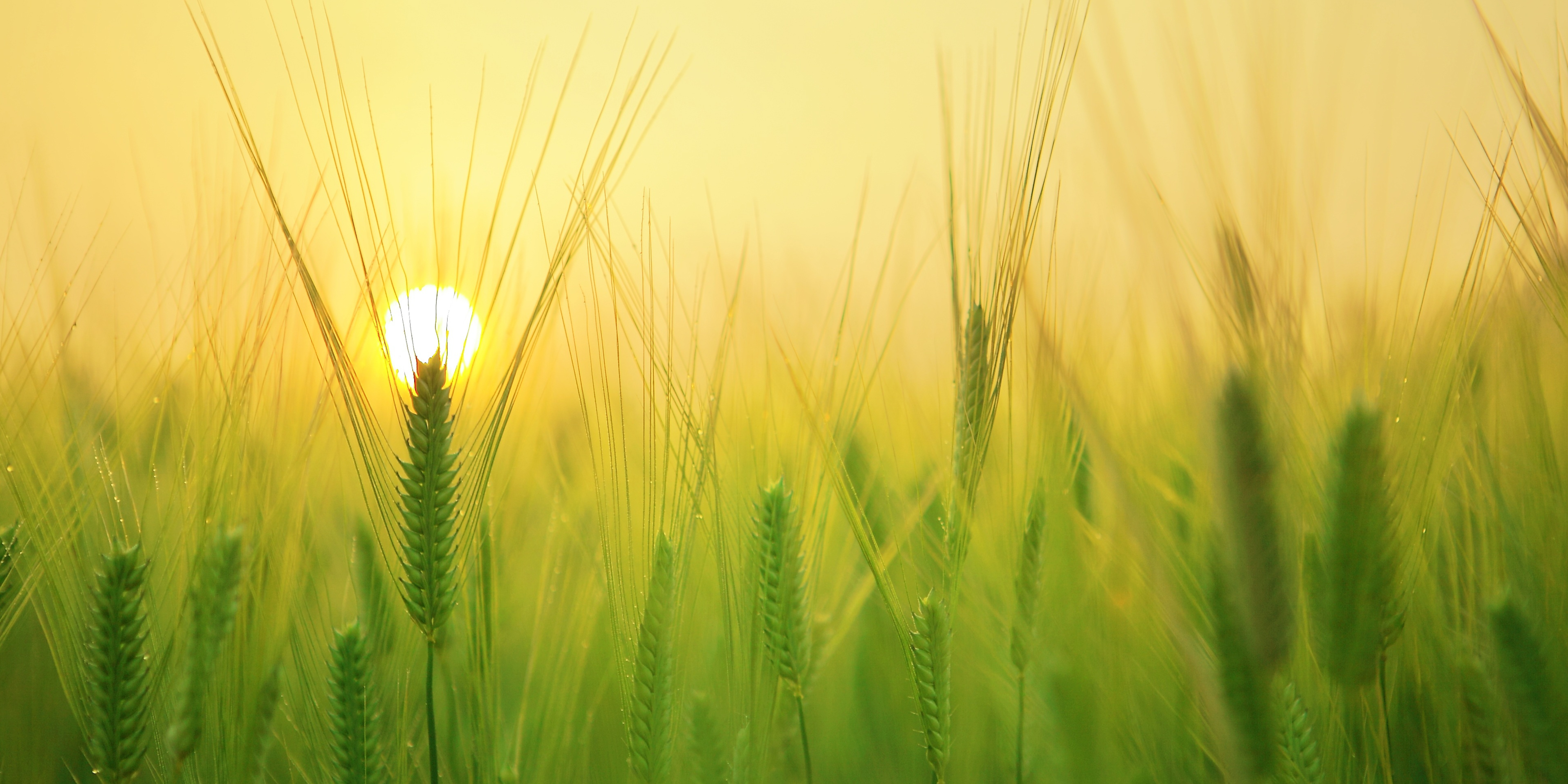 Lughnasadh, une célébration empreinte de gratitude envers la nature et de connexions mystiques.